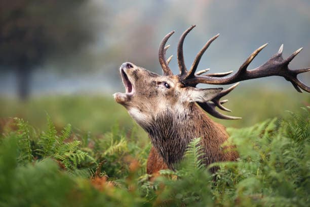 Royal Red Stag Roar